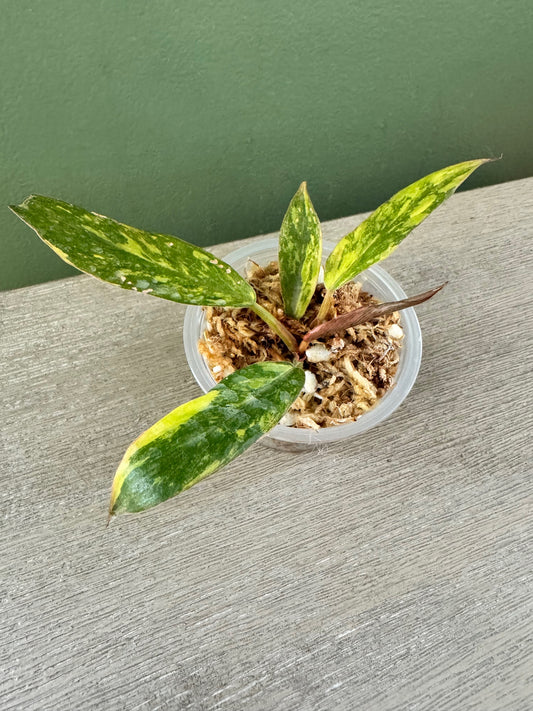 Philodendron Caramel Marble Fire Tiger