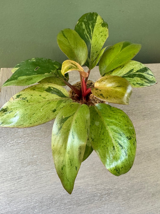 Philodendron Dwarf Red Congo Mint