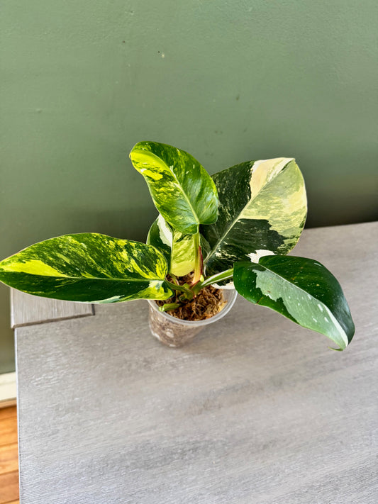 Philodendron White Princess Tricolor
