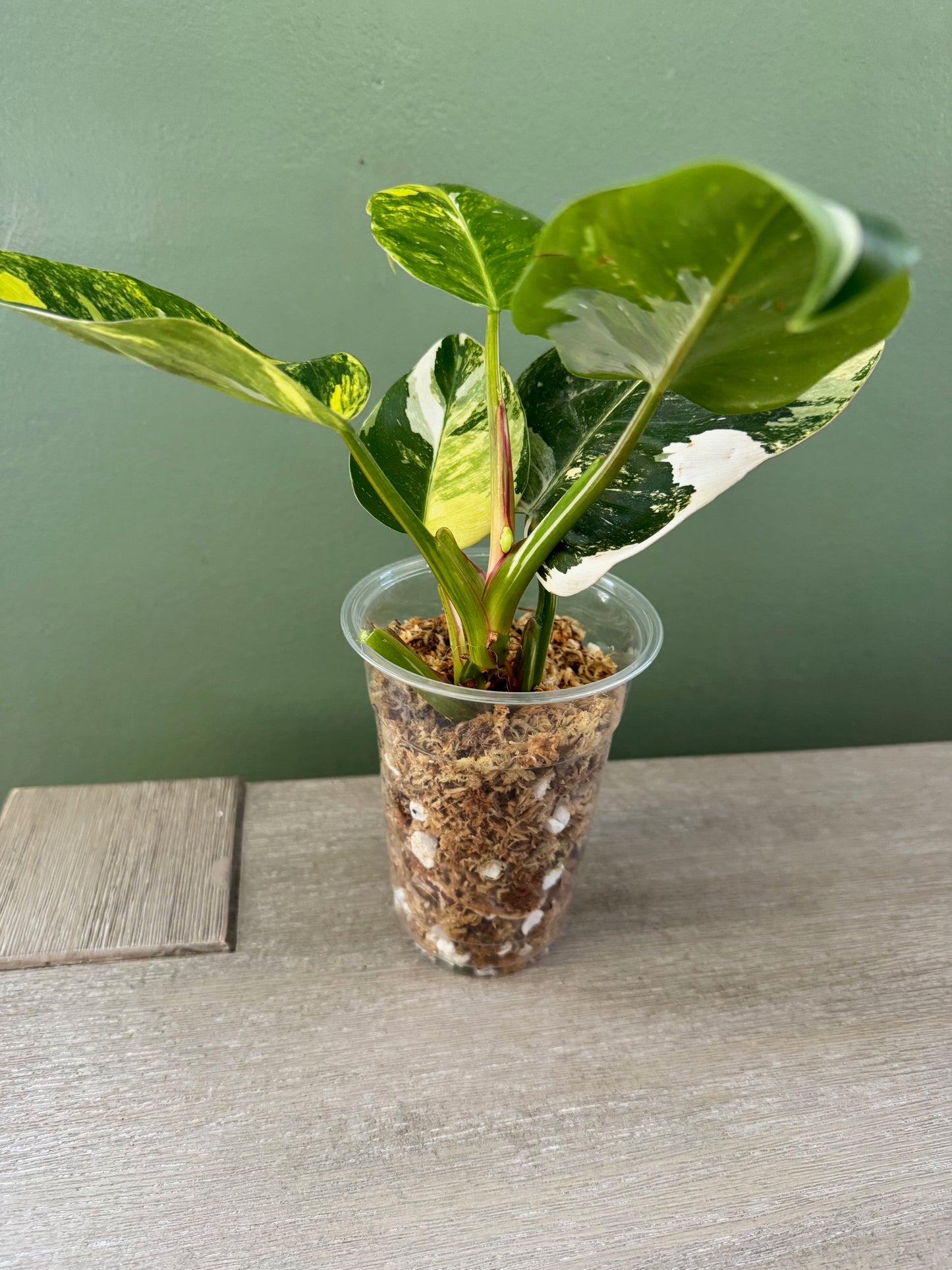Philodendron White Princess Tricolor