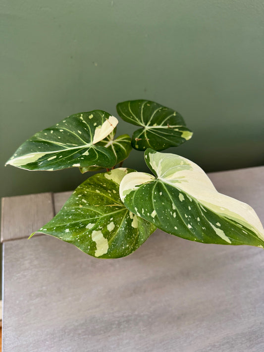 Philodendron Variegated Gloriosum Type 2