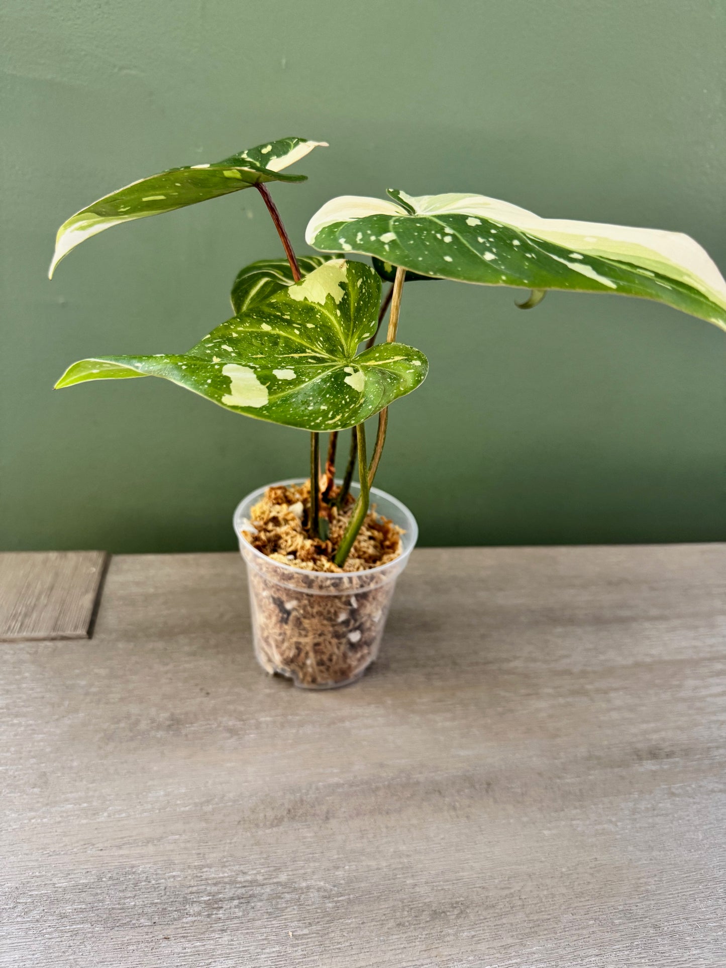 Philodendron Variegated Gloriosum Type 2