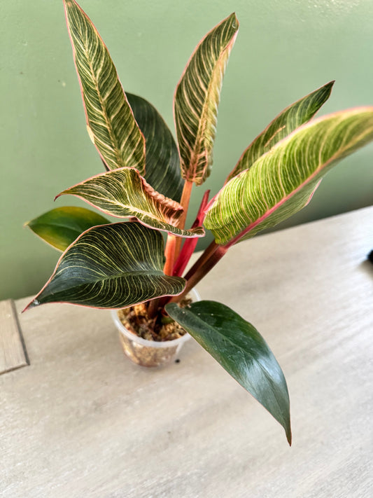 Philodendron Pink Birkin