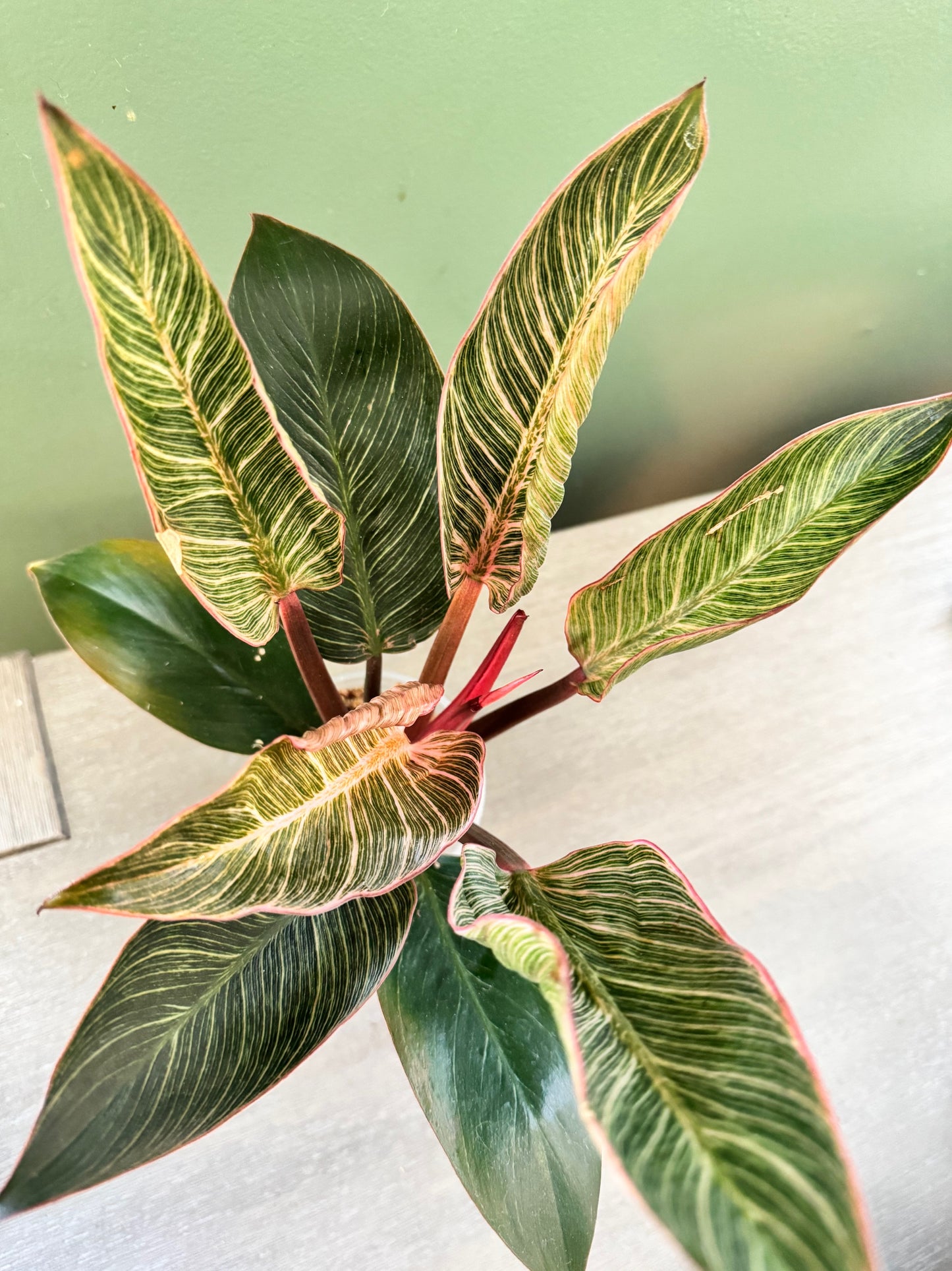 Philodendron Pink Birkin