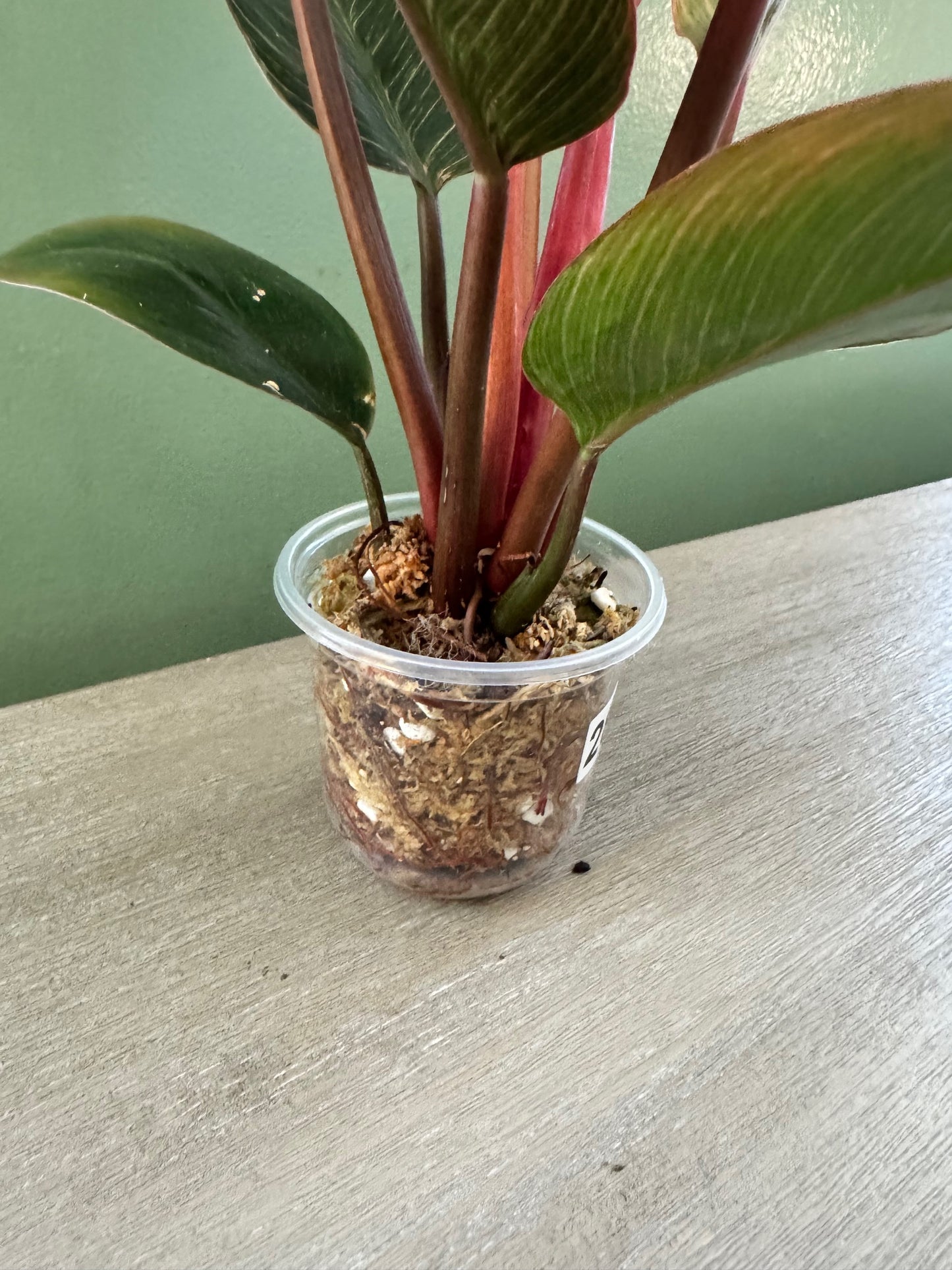 Philodendron Pink Birkin