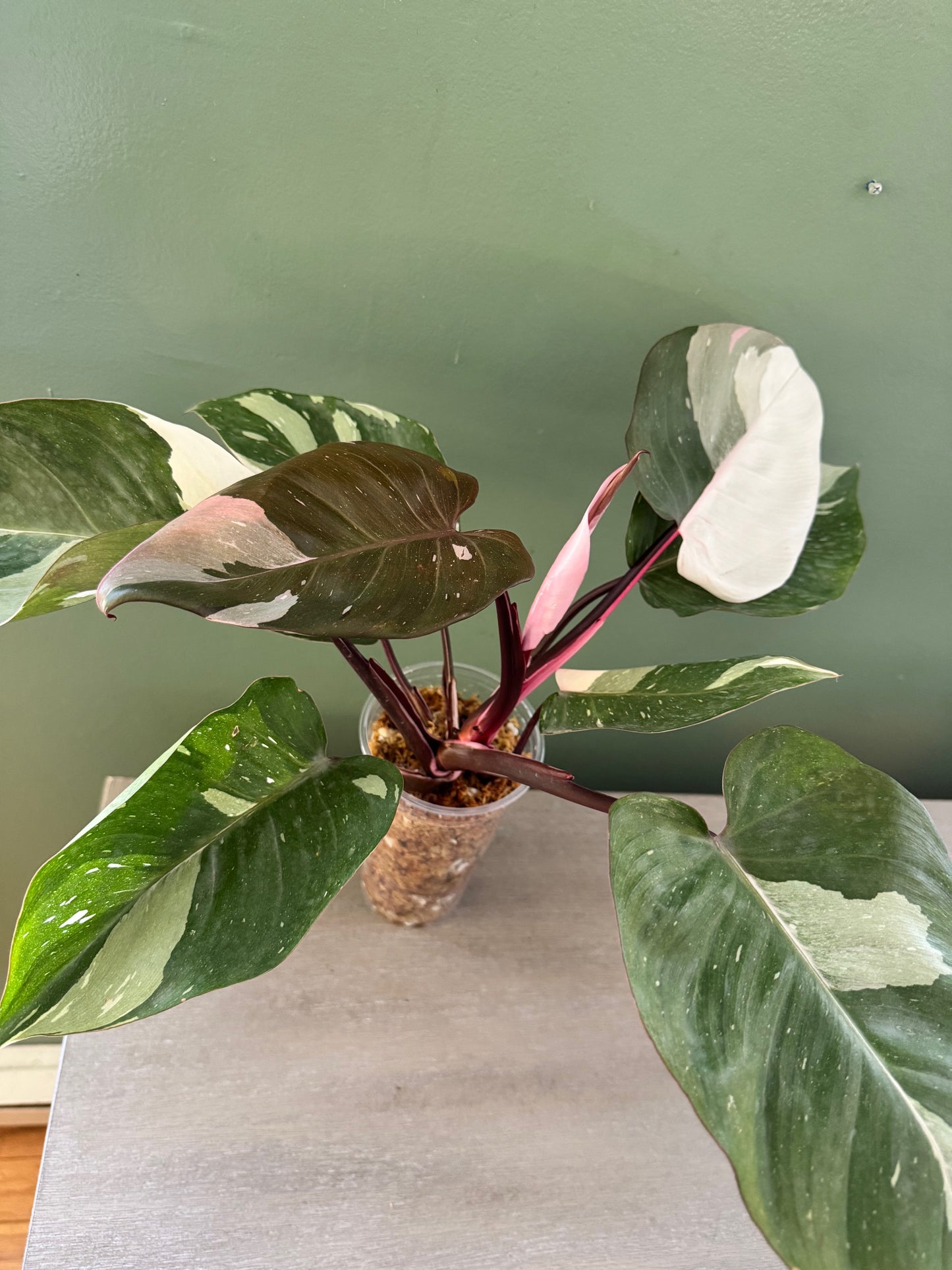 Large Philodendron Red Anderson