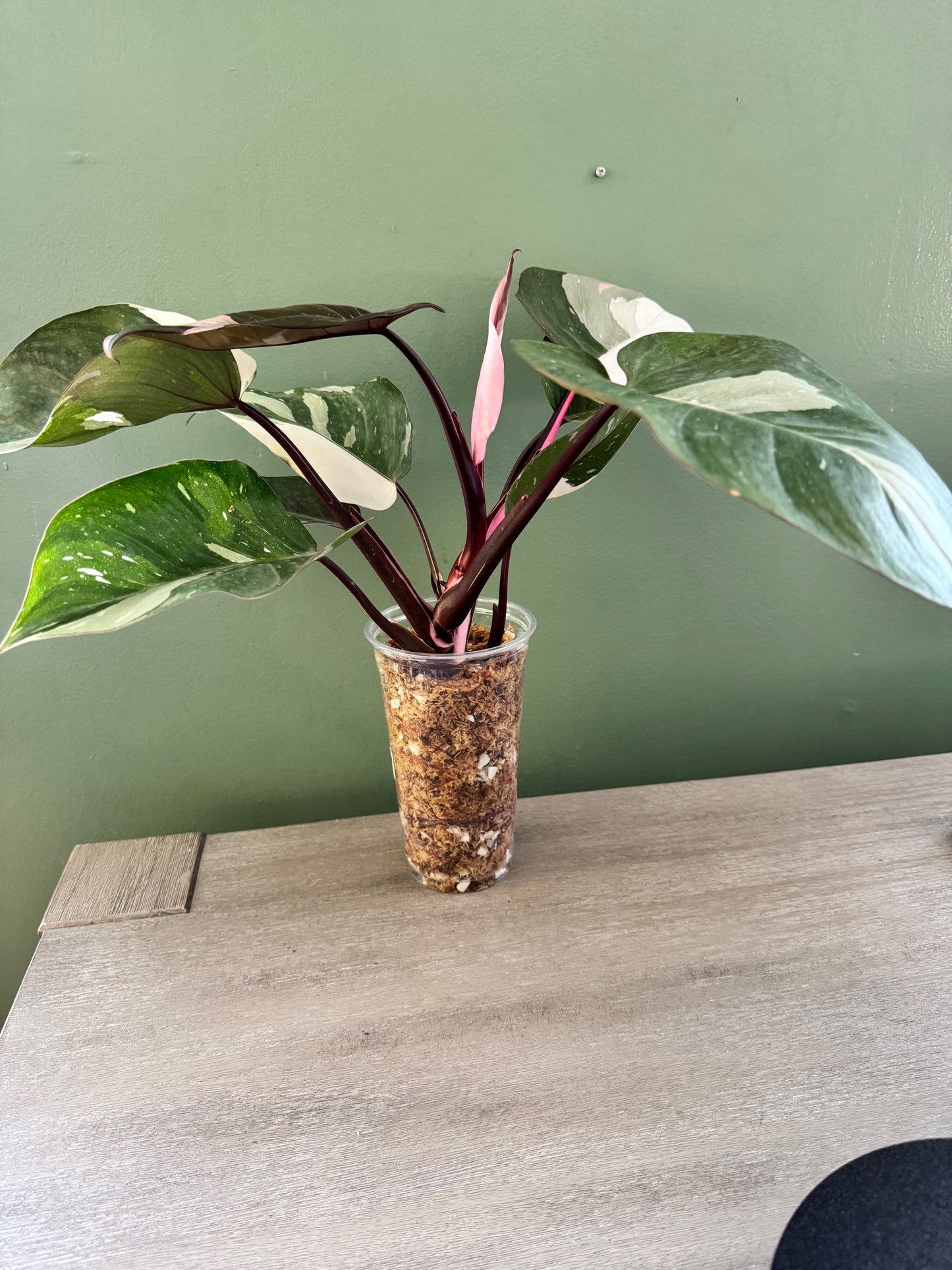 Large Philodendron Red Anderson