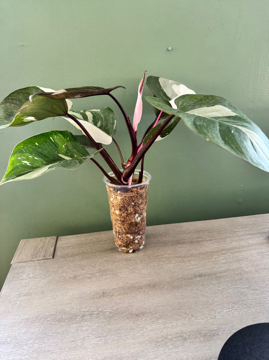 Large Philodendron Red Anderson