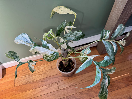 Variegated Amydrium
