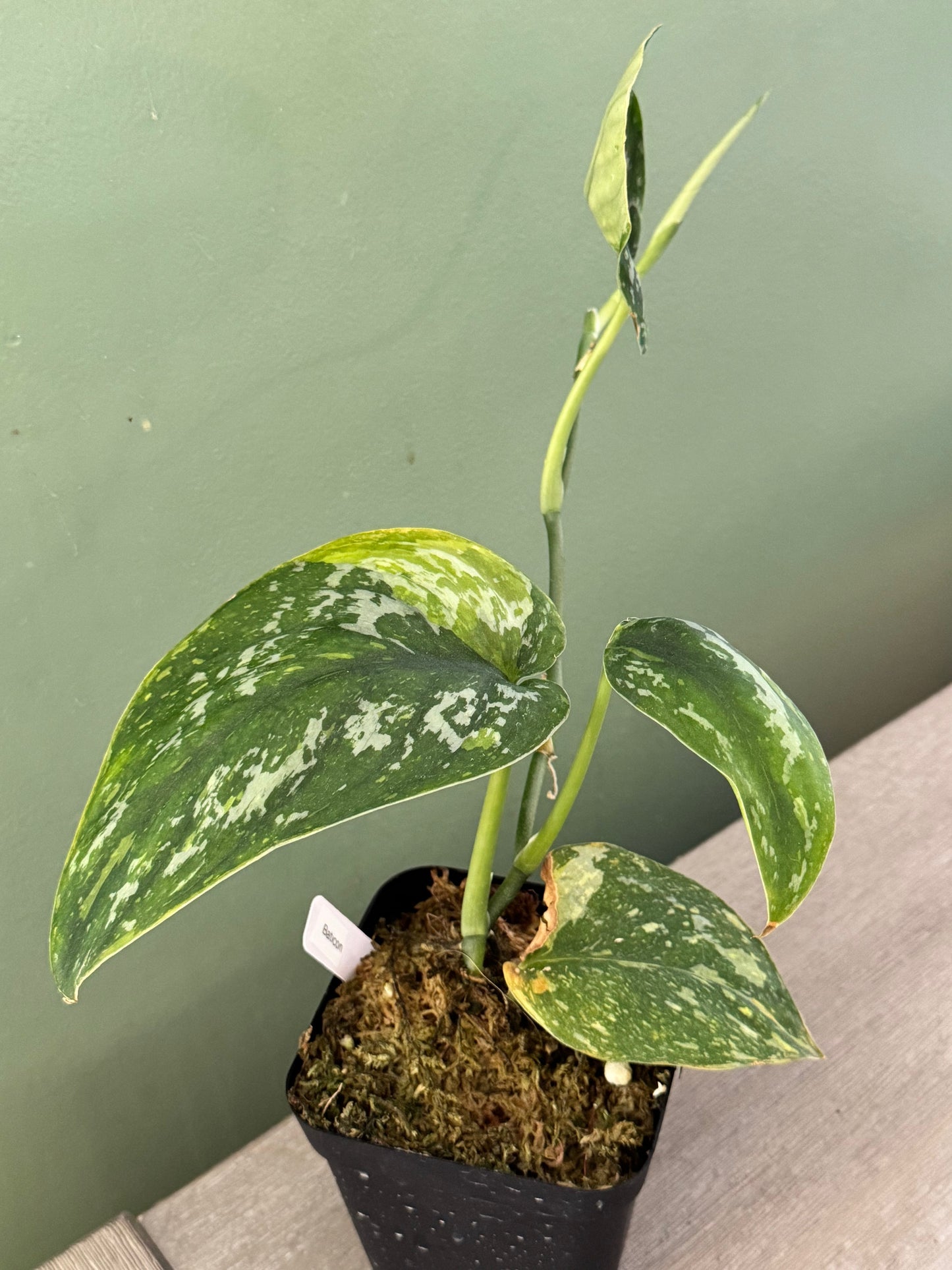 Scindapsus Baticon