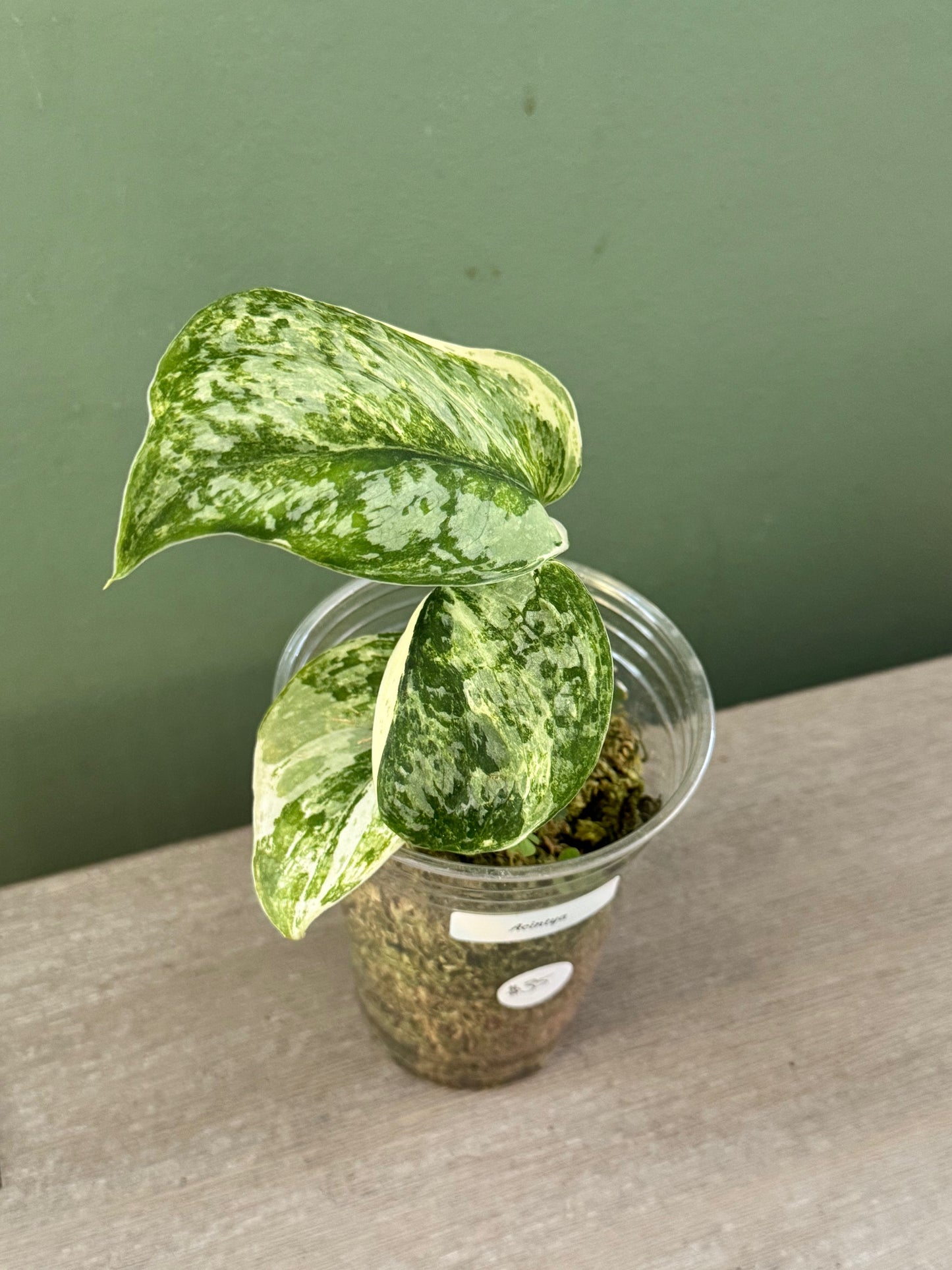 Scindapsus Acintya