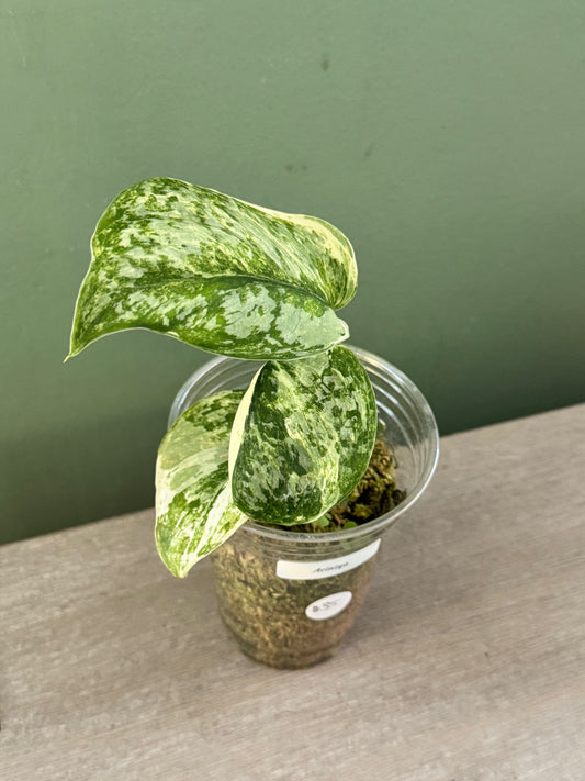 Scindapsus Acintya