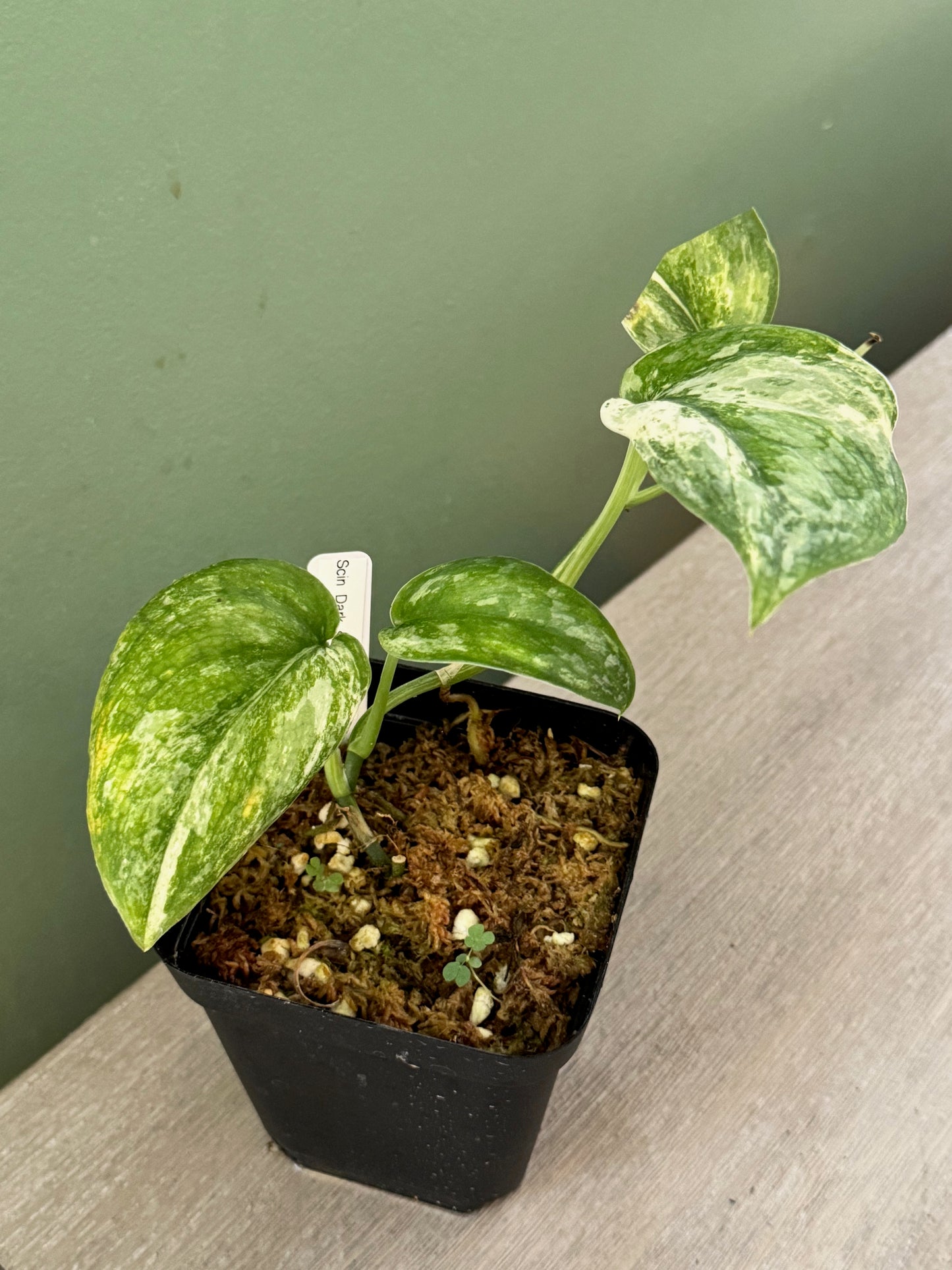 Scindapsus Dark Satin Splash