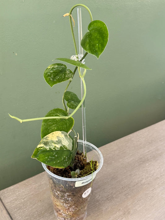 Scindapsus Mangurai