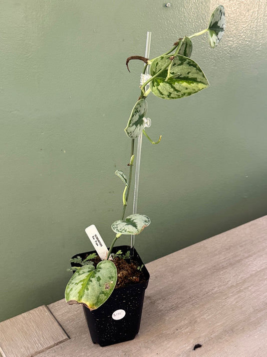 Large Scindapsus Yupa Variegated