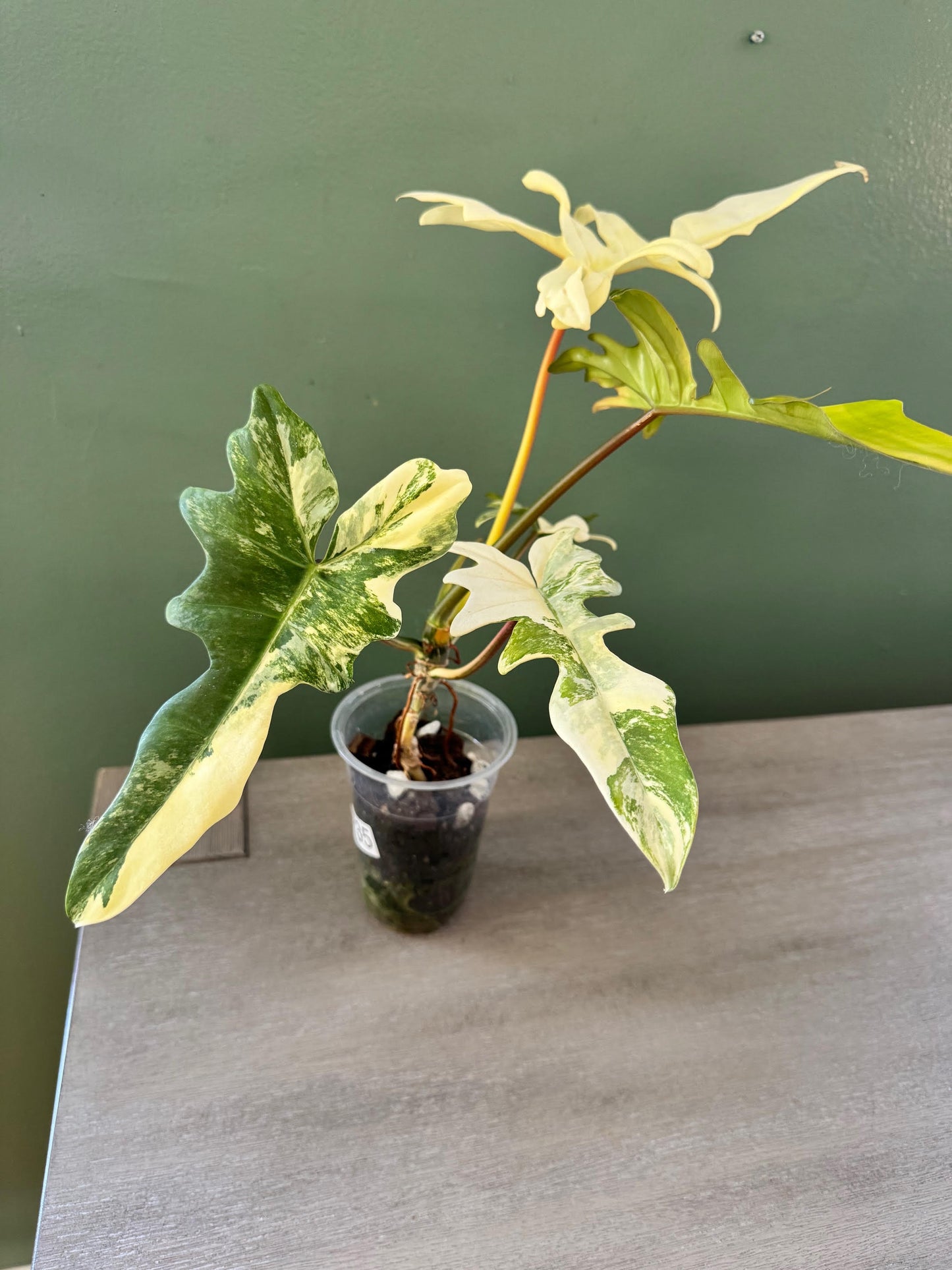 Philodendron Florida Beauty x Mayoi