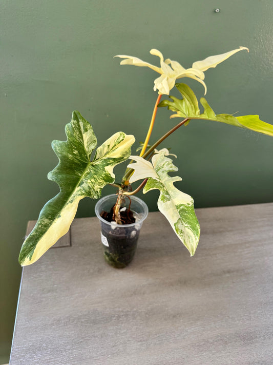 Philodendron Florida Beauty x Mayoi