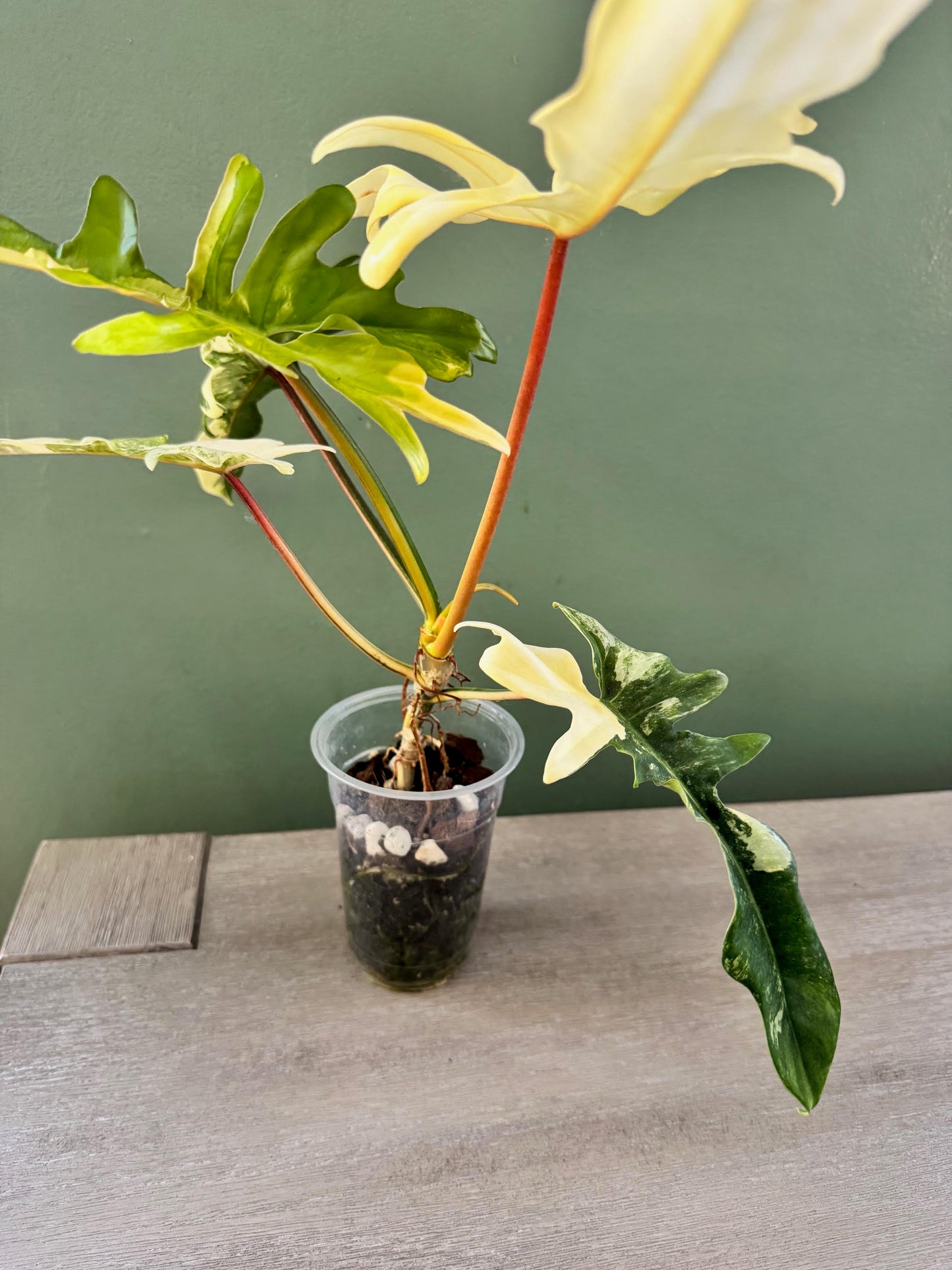 Philodendron Florida Beauty x Mayoi