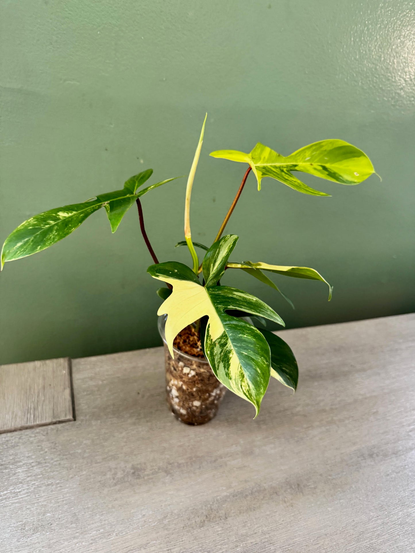 Philodendron Florida Beauty