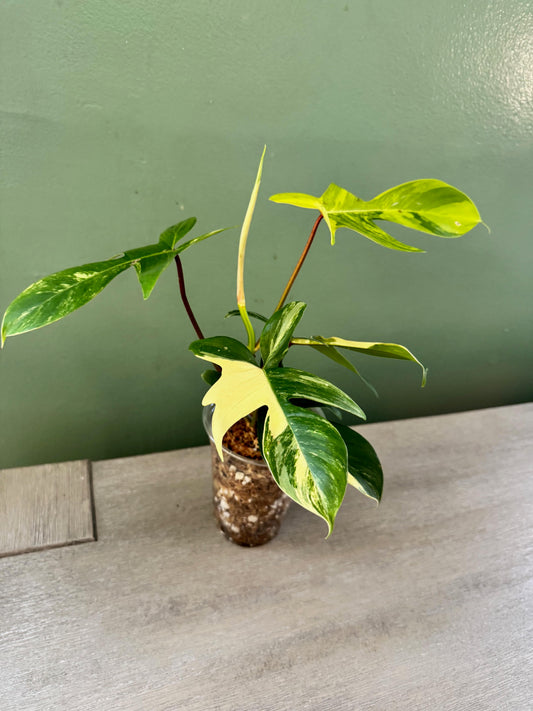 Philodendron Florida Beauty